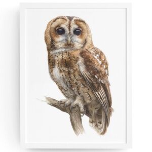 Watercolor Tawny Owl Portrait Wall Art Print Poster, Unframed - Majestic Bird